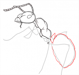how-to-draw-ants-step-18_1_000000108197_3