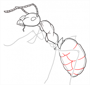 how-to-draw-ants-step-19_1_000000108199_3