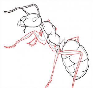 how-to-draw-ants-step-20_1_000000108201_3