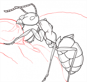 how-to-draw-ants-step-22_1_000000108205_3