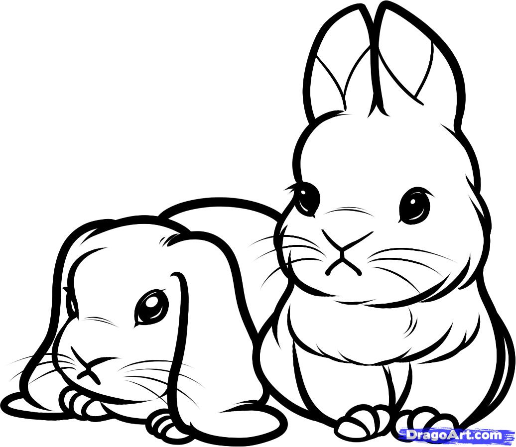 how-to-draw-baby-rabbits-baby-rabbits-step-9_1_000000085297_5