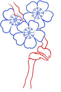 how-to-draw-blossoms-step-5_1_000000054963_3
