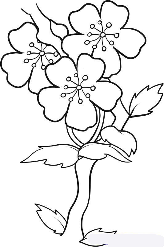 Как нарисовать цветок сакуры поэтапно для начинающих - Учимся рисовать