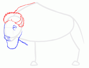 how-to-draw-buffalo-bison-step-4_1_000000129463_3
