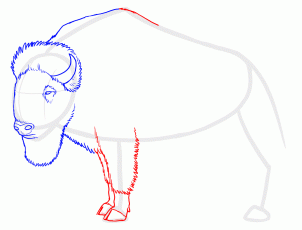 how-to-draw-buffalo-bison-step-5_1_000000129465_3