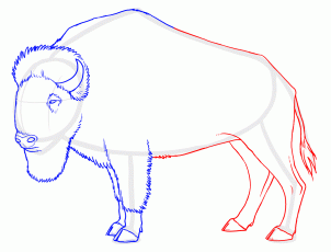 how-to-draw-buffalo-bison-step-6_1_000000129467_3