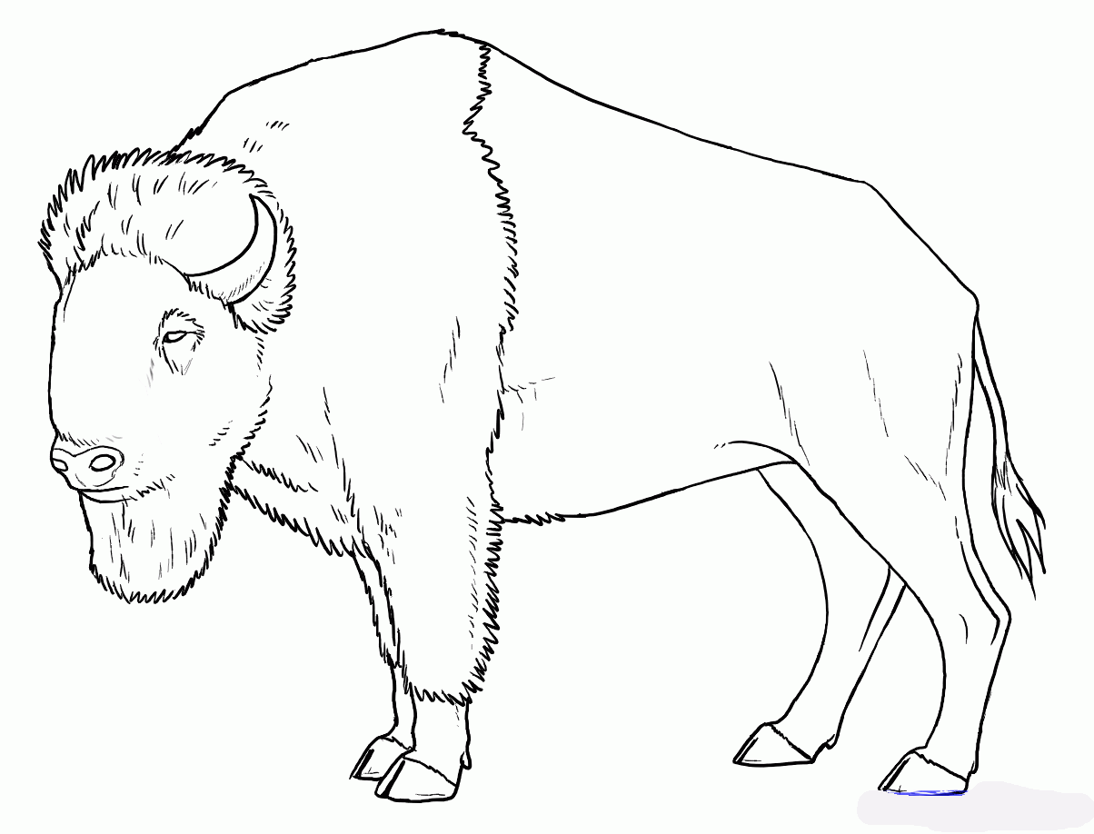 how-to-draw-buffalo-bison-step-7_1_000000129469_5