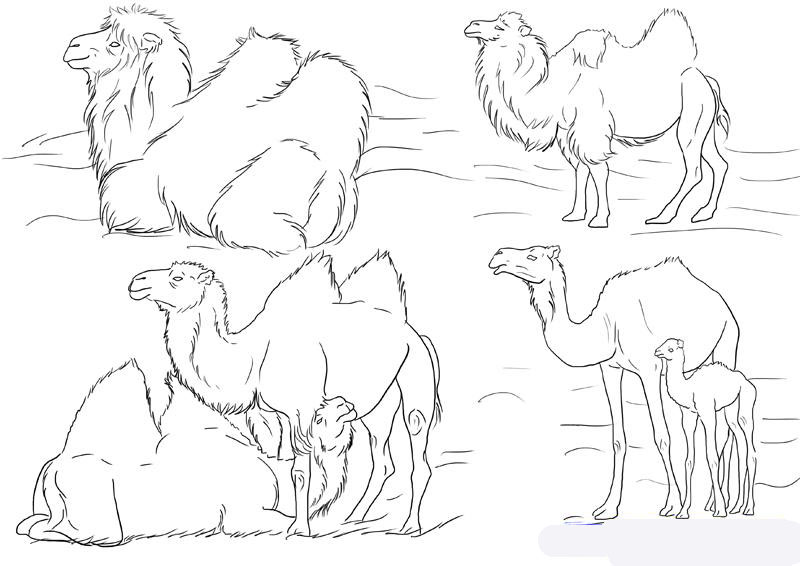 how-to-draw-camels-step-5_1_000000112167_5