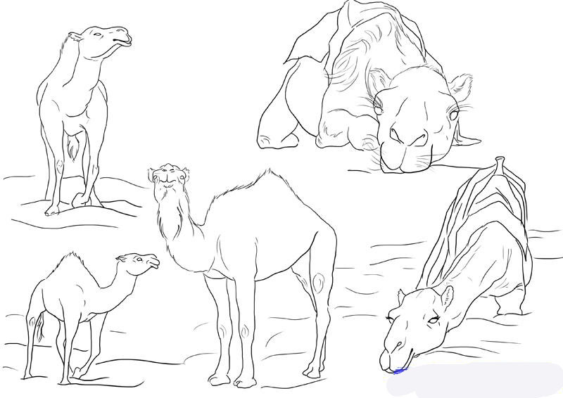 how-to-draw-camels-step-6_1_000000112169_5