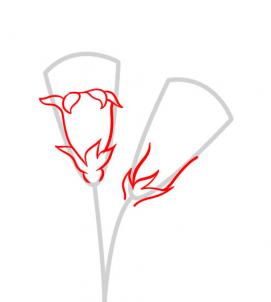 how-to-draw-carnations-step-2_1_000000054919_3