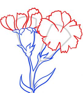 how-to-draw-carnations-step-4_1_000000054923_3