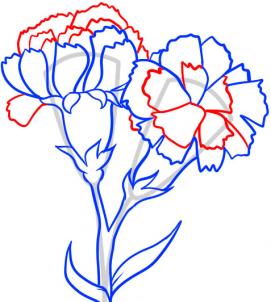 how-to-draw-carnations-step-5_1_000000054925_3