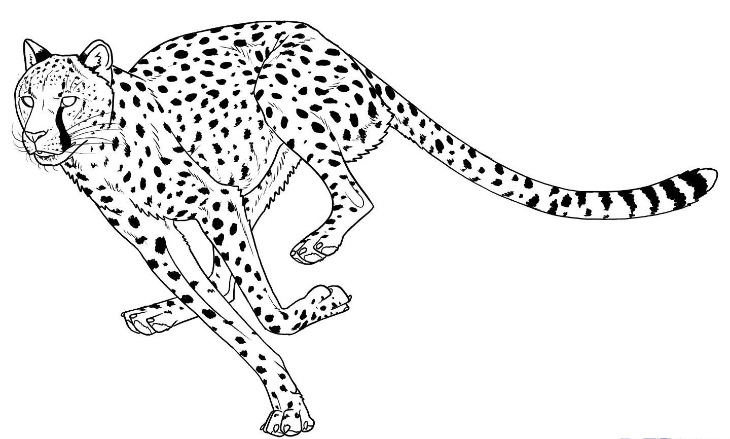 how-to-draw-cheetahs-cheetah-cat-step-15_1_000000125755_5