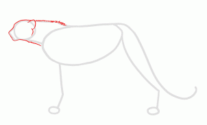 how-to-draw-cheetahs-cheetah-cat-step-2_1_000000125717_3