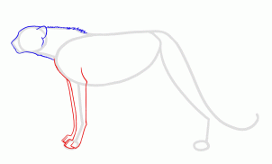 how-to-draw-cheetahs-cheetah-cat-step-3_1_000000125719_3