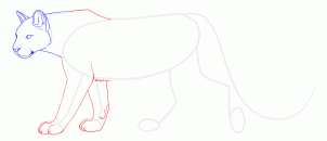 how-to-draw-cougars-mountain-lion-step-10_1_000000131483_3