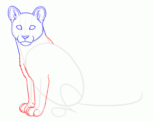 how-to-draw-cougars-mountain-lion-step-4_1_000000131443_3