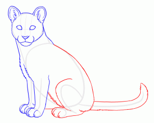 how-to-draw-cougars-mountain-lion-step-5_1_000000131445_3