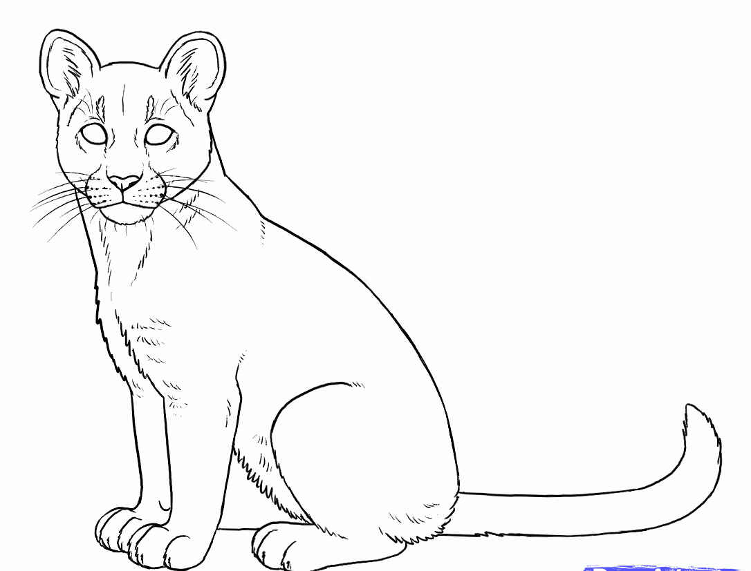 how-to-draw-cougars-mountain-lion-step-6_1_000000131447_5