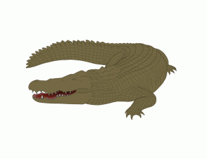 how-to-draw-crocodiles-step-12_1_000000128683_3