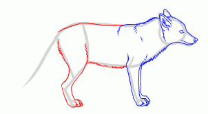 how-to-draw-foxes-step-12_1_000000155235_3