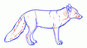 how-to-draw-foxes-step-14_1_000000155237_3