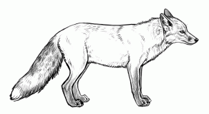 how-to-draw-foxes-step-15_1_000000155238_3