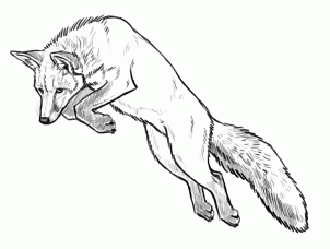 how-to-draw-foxes-step-23_1_000000155246_3