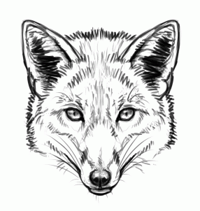 how-to-draw-foxes-step-6_1_000000155229_3
