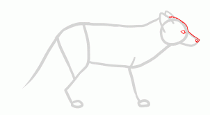 how-to-draw-foxes-step-8_1_000000155231_3