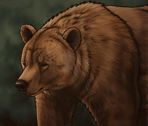 how-to-draw-grizzly-5