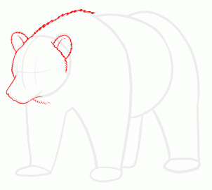 how-to-draw-grizzly-bears-step-11_1_000000128909_3