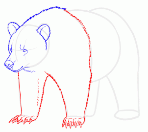 how-to-draw-grizzly-bears-step-13_1_000000128913_3
