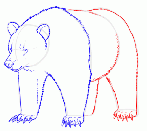 how-to-draw-grizzly-bears-step-14_1_000000128915_3