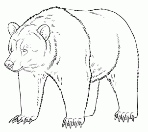 how-to-draw-grizzly-bears-step-15_1_000000128917_3