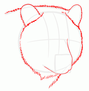 how-to-draw-grizzly-bears-step-2_1_000000128891_3