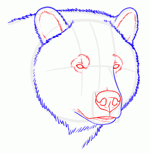 how-to-draw-grizzly-bears-step-3_1_000000128893_3