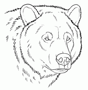 how-to-draw-grizzly-bears-step-4_1_000000128895_3