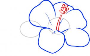 how-to-draw-hawaiian-flowers-step-4_1_000000057007_3