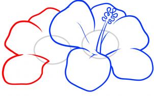 how-to-draw-hawaiian-flowers-step-5_1_000000057009_3