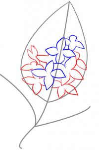 how-to-draw-lilacs-step-3_1_000000032401_3