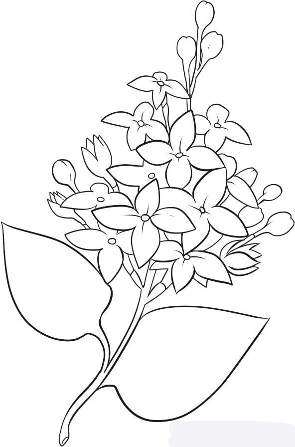 how-to-draw-lilacs-step-6_1_000000032407_5