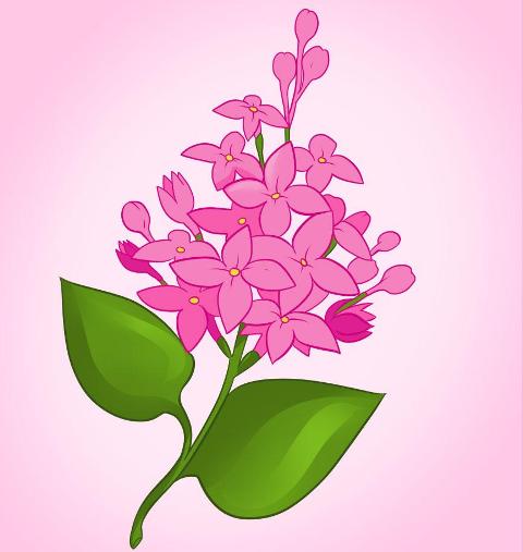 how-to-draw-lilacs_1_000000005842_5