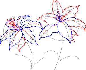 how-to-draw-lilies-step-3_1_000000017359_3