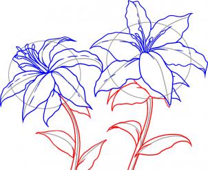 how-to-draw-lilies-step-4_1_000000017361_3