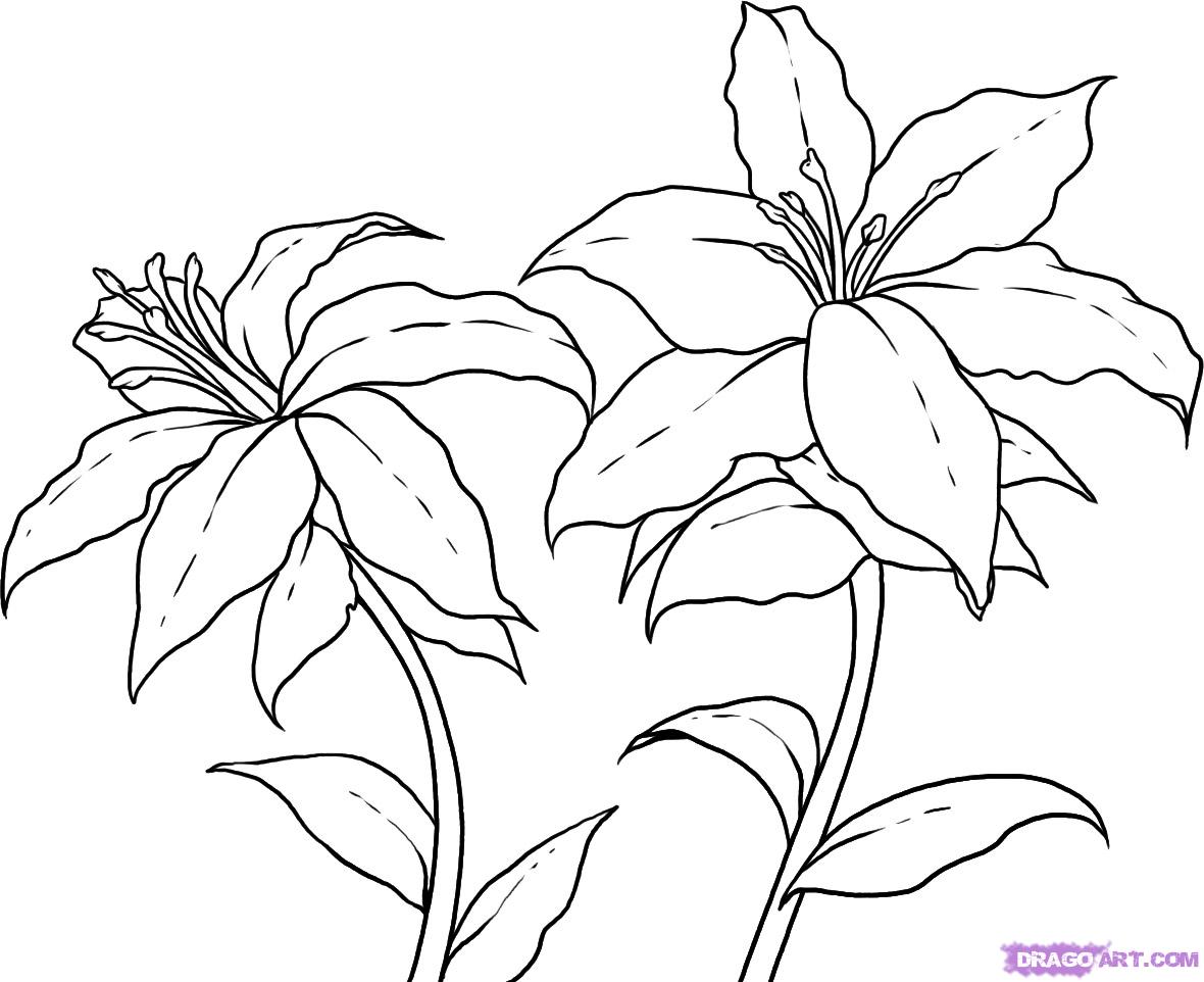 how-to-draw-lilies-step-5_1_000000017363_5