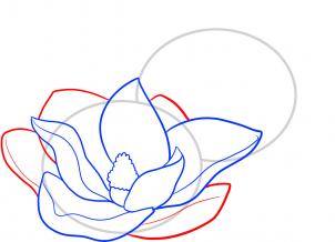 how-to-draw-magnolias-magnolias-step-4_1_000000066683_3