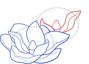 how-to-draw-magnolias-magnolias-step-5_1_000000066685_3