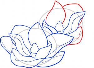 how-to-draw-magnolias-magnolias-step-6_1_000000066687_3