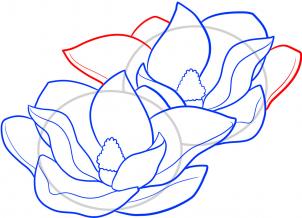 how-to-draw-magnolias-magnolias-step-7_1_000000066689_3